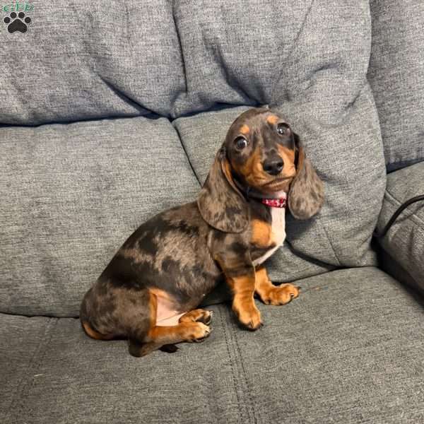 Nathan, Dachshund Puppy